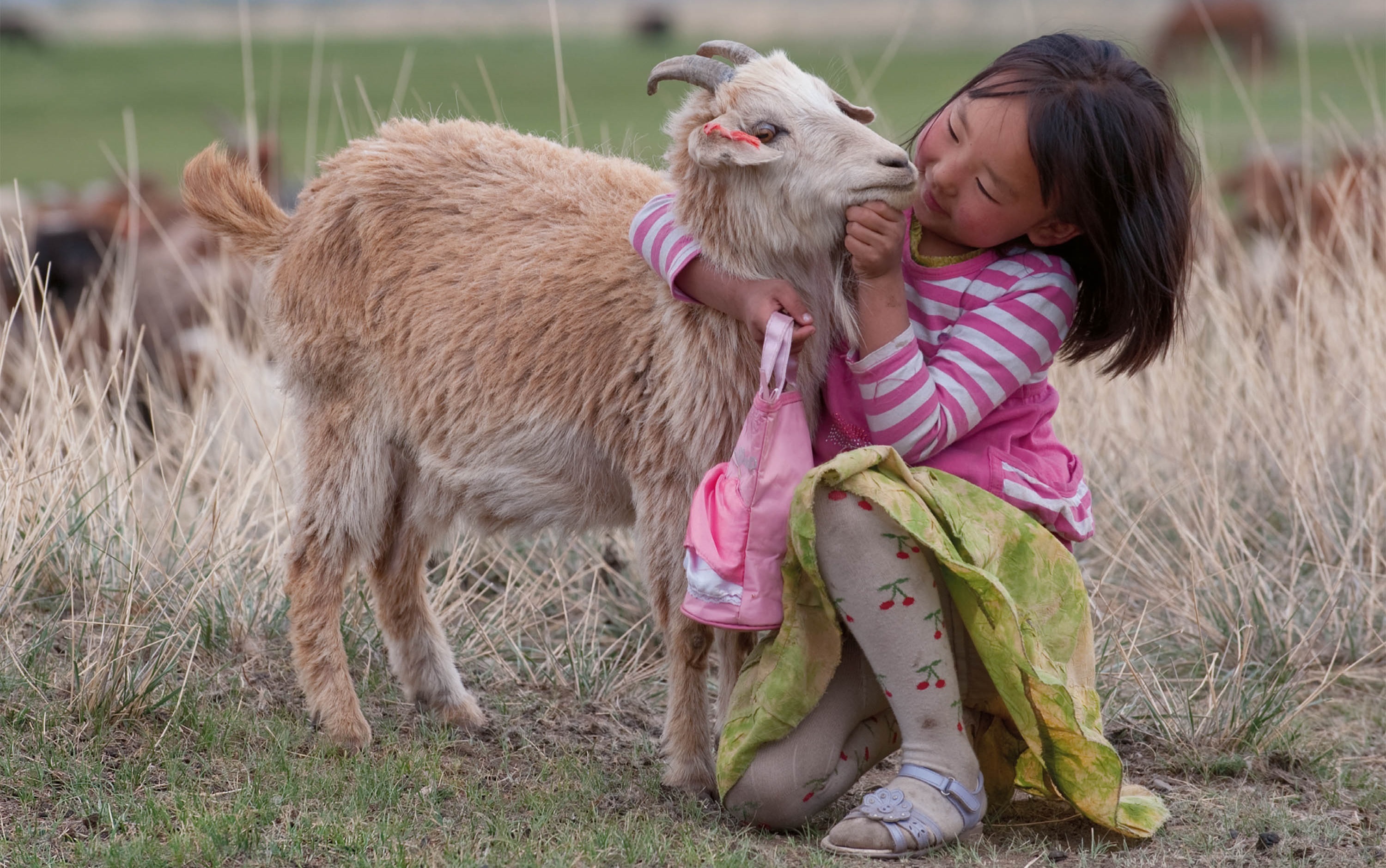 Mongolian Baby Goat