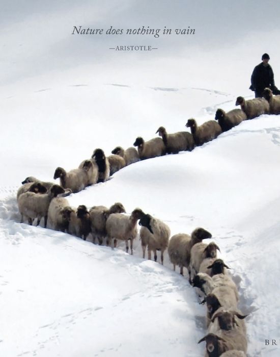 FW15 - "Nature does nothing in vain." Aristotle