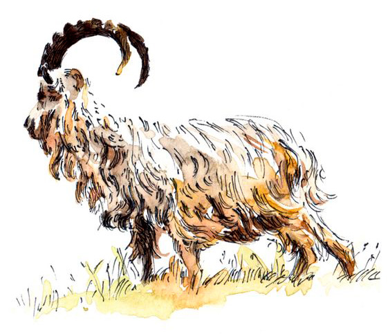 una capra da cashmere